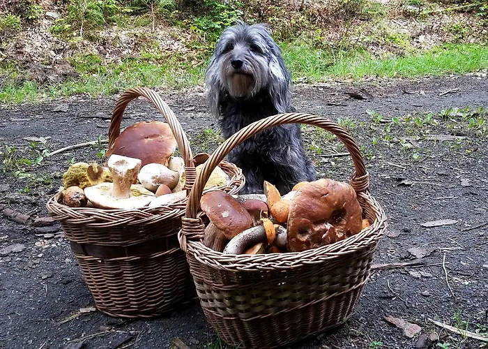 Pod Mustky Harrachov